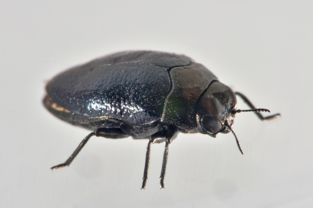 Buprestidae: E'' un Trachys troglodytes? S.